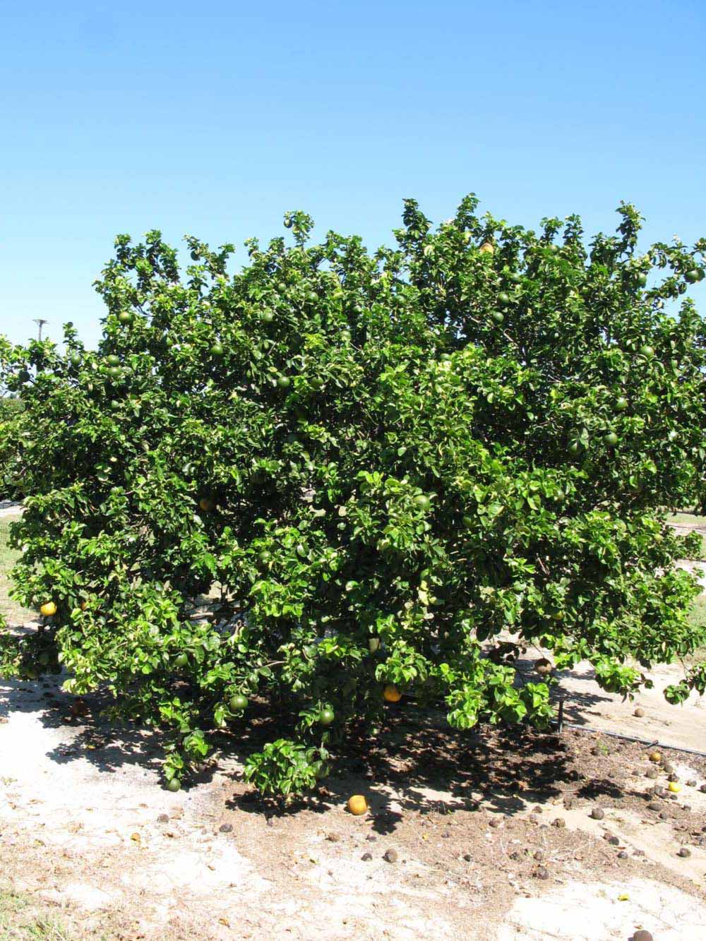            Habit (Bouquet de Fleurs, Winter Haven, FL)   